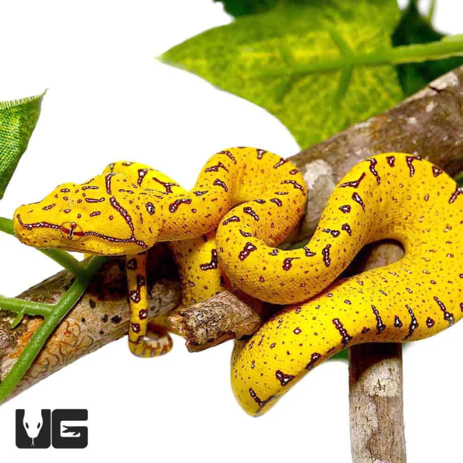 Baby Aru Green Tree Pythons For Sale - Underground Reptiles