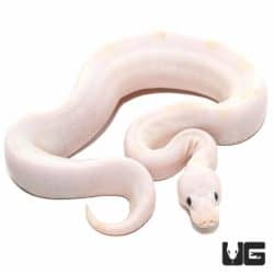 Baby Black Eye Leucistic Ball Pythons For Sale - Underground Reptiles