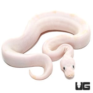 Baby Black Eye Leucistic Ball Python For Sale - Underground Reptiles