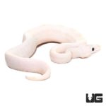 Baby Black Eye Leucistic Ball Pythons For Sale - Underground Reptiles