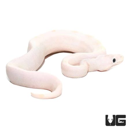 Baby Black Eye Leucistic Ball Pythons For Sale - Underground Reptiles