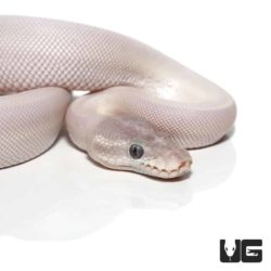 Baby Blue Eye Leucistic Ball Pythons For Sale - Underground Reptiles