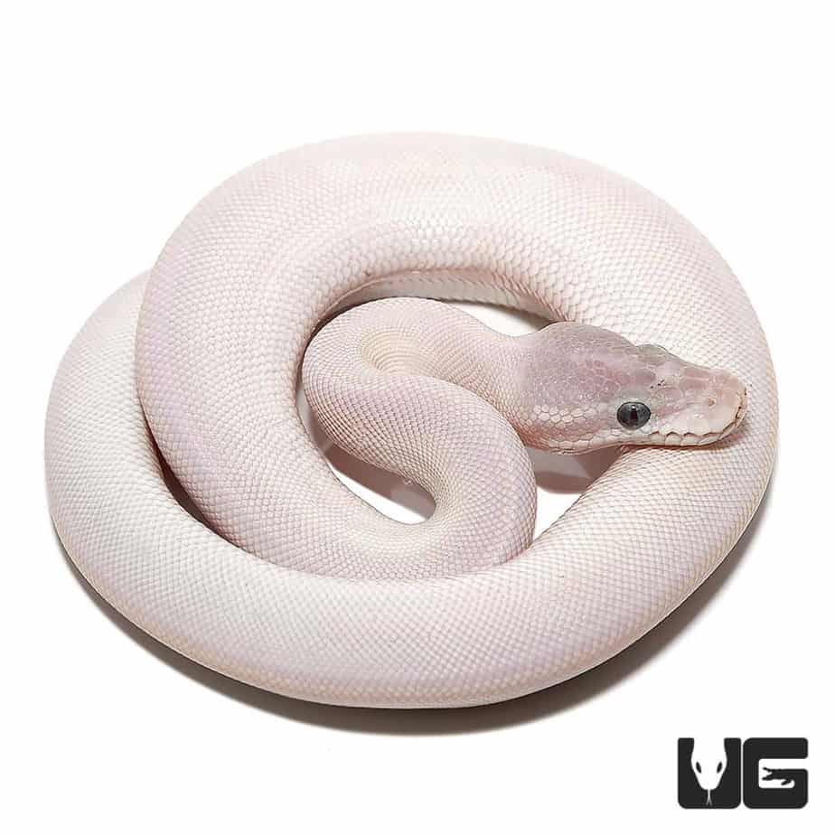 Baby Blue Eye Leucistic Ball Python For Sale - Underground Reptiles