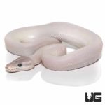 Baby Blue Eye Leucistic Ball Pythons For Sale - Underground Reptiles