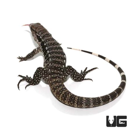 Baby Blue Tegus For Sale - Underground Reptiles