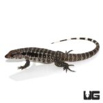Baby Blue Tegus For Sale - Underground Reptiles