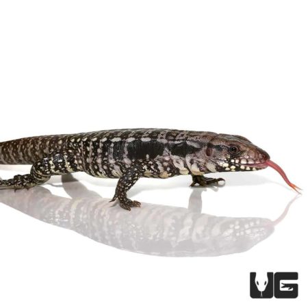 Baby Blue Tegus For Sale - Underground Reptiles