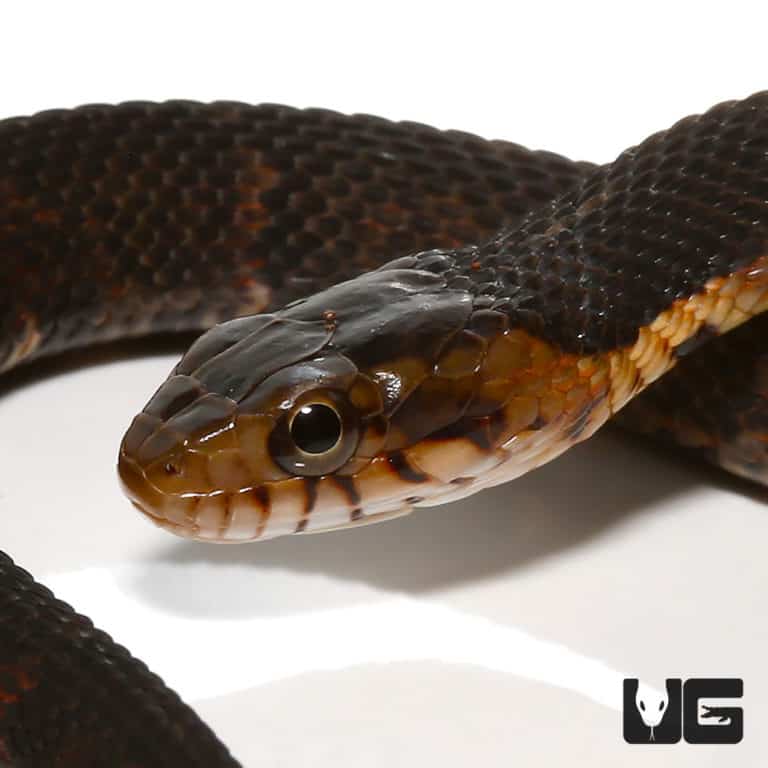 Baby Broad Banded Water Snake For Sale - Underground Reptiles