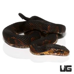 Baby Broad Banded Water Snakes For Sale - Underground Reptiles