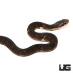 Baby Broad Banded Water Snakes For Sale - Underground Reptiles