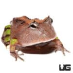 Brown Suriname Horned Frog For Sale - Underground Reptiles