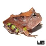 Brown Suriname Horned Frog For Sale - Underground Reptiles
