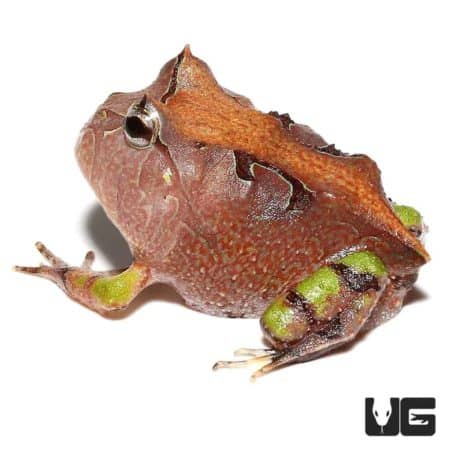 Brown Suriname Horned Frog For Sale - Underground Reptiles