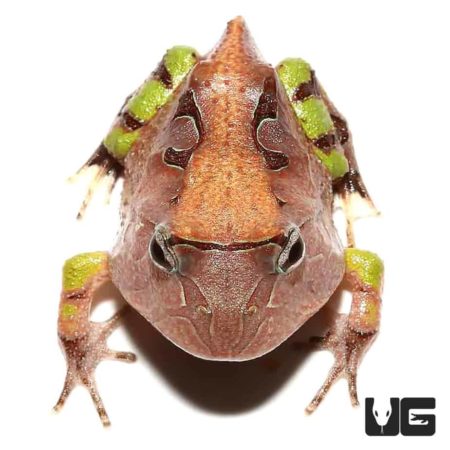 Brown Suriname Horned Frog For Sale - Underground Reptiles