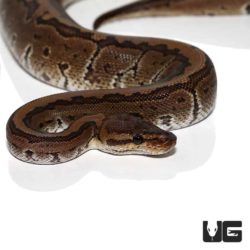 Baby Chocolate Pinstripe Ball Pythons For Sale - Underground Reptiles