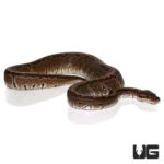 Baby Chocolate Pinstripe Ball Pythons For Sale - Underground Reptiles