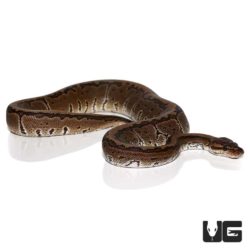 Baby Chocolate Pinstripe Ball Pythons For Sale - Underground Reptiles