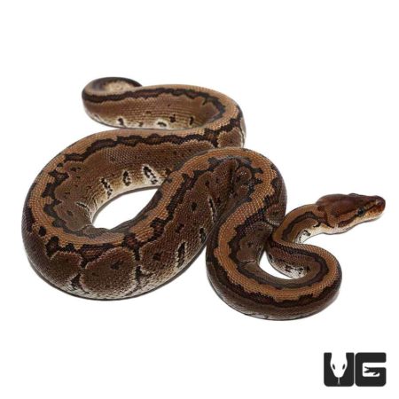 Baby Chocolate Pinstripe Ball Pythons For Sale - Underground Reptiles