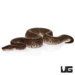 Baby Chocolate Pinstripe Ball Pythons For Sale - Underground Reptiles