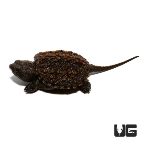 Baby Florida Snapping Turtle For Sale - Underground Reptiles