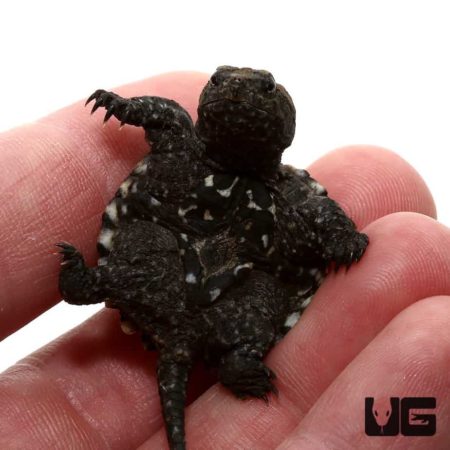 Baby Florida Snapping Turtles For Sale - Underground Reptiles