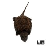 Baby Florida Snapping Turtle For Sale - Underground Reptiles