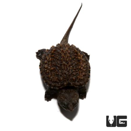 Baby Florida Snapping Turtle For Sale - Underground Reptiles