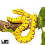 Baby Jayapura Green Tree Pythons For Sale - Underground Reptiles
