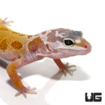 Baby Leucistic Leopard Geckos For Sale - Underground Reptiles