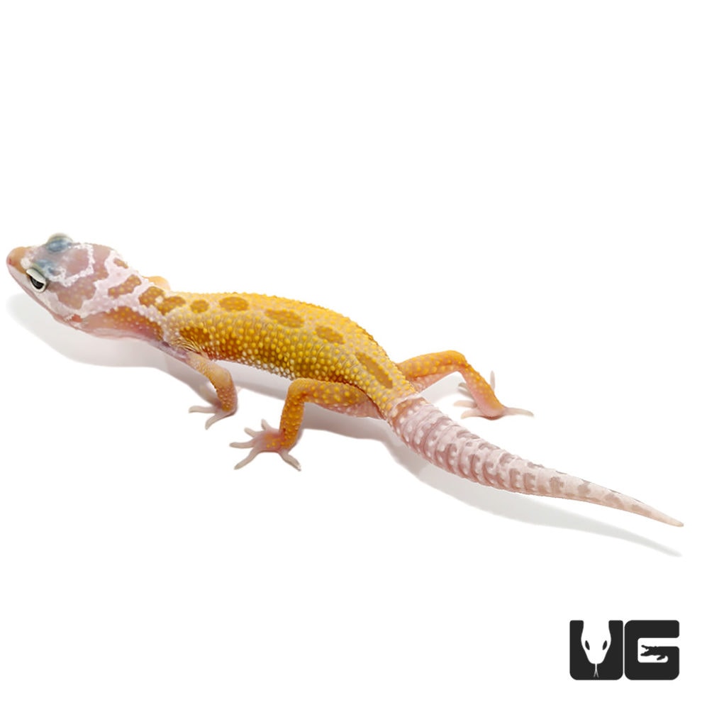 Leopard Geckos For Sale - Underground Reptiles