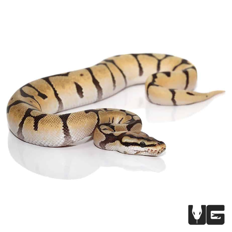 Baby Mystic Orange Dream Spider Ball Python Het Orange Ghost For Sale ...