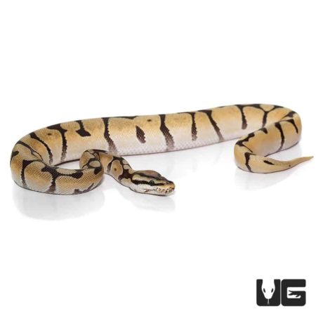 Baby Mystic Orange Dream Spider Ball Python Het Orange Ghost For Sale - Underground Reptiles