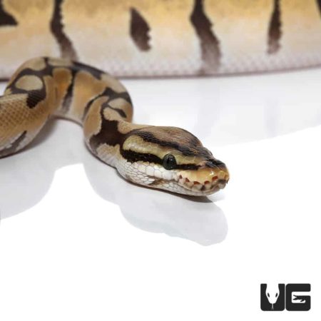 Baby Mystic Orange Dream Spider Ball Python Het Orange Ghost For Sale - Underground Reptiles