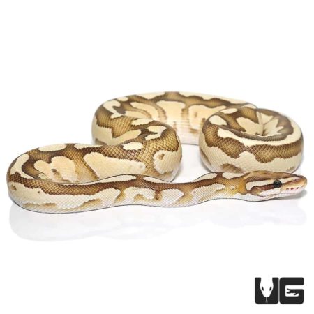 Baby Orange Dream Butter Fire Ball Pythons For Sale - Underground Reptiles