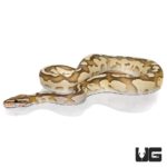 Baby Orange Dream Butter Fire Ball Pythons For Sale - Underground Reptiles