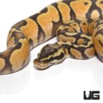 Baby Pastel Enchi Yellowbelly Orange Ghost Ball Pythons For Sale - Underground Reptiles