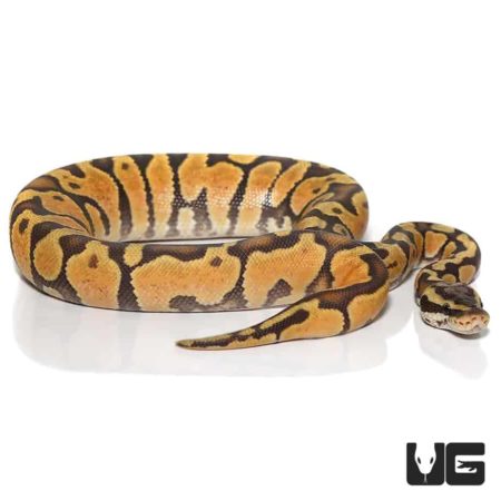 Baby Pastel Enchi Yellowbelly Orange Ghost Ball Pythons For Sale - Underground Reptiles