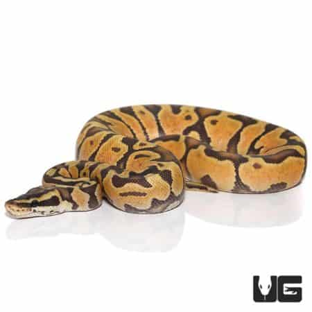 Baby Pastel Enchi Yellowbelly Orange Ghost Ball Pythons For Sale - Underground Reptiles