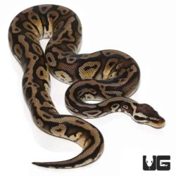 Baby Pastel Leopard Ball Pythons For Sale - Underground Reptiles
