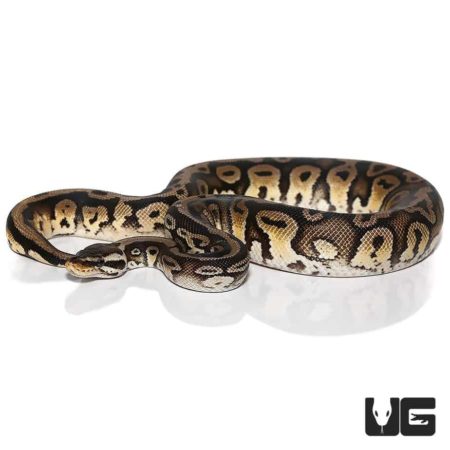 Baby Pastel Leopard Ball Pythons For Sale - Underground Reptiles