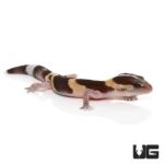 Baby Striped Fat Tail Geckos For Sale - Underground Reptiles