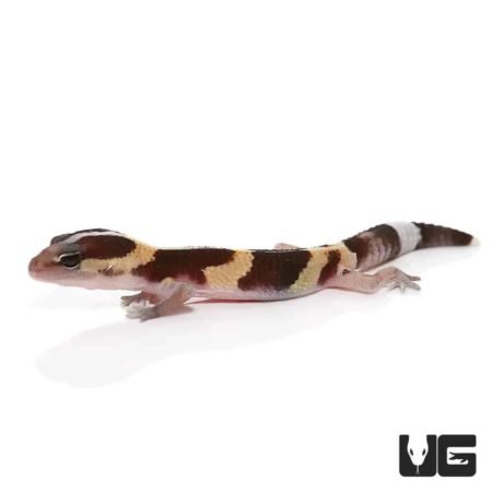 Baby Striped Fat Tail Geckos For Sale - Underground Reptiles