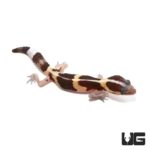 Baby Striped Fat Tail Geckos For Sale - Underground Reptiles