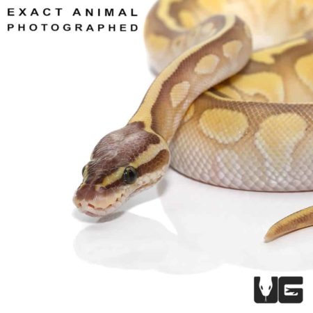 Baby Super Pastel Lesser Ball Pythons Het Pied For Sale - Underground Reptiles