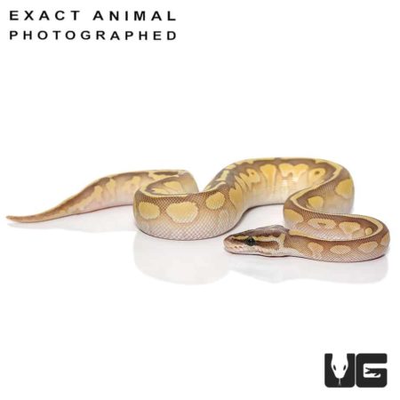 Baby Super Pastel Lesser Ball Pythons Het Pied For Sale - Underground Reptiles