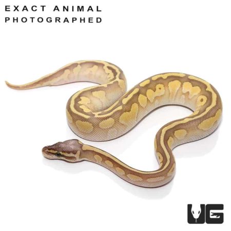 Baby Super Pastel Lesser Ball Pythons Het Pied For Sale - Underground Reptiles