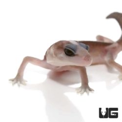Baby Striped Super Zero Fat Tail Geckos For Sale - Underground Reptiles