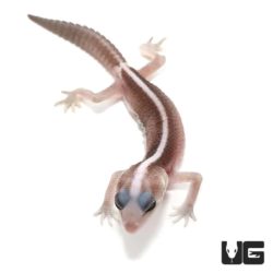 Baby Striped Super Zero Fat Tail Geckos For Sale - Underground Reptiles