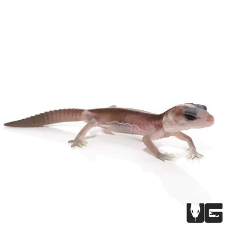 Baby Striped Super Zero Fat Tail Geckos For Sale - Underground Reptiles
