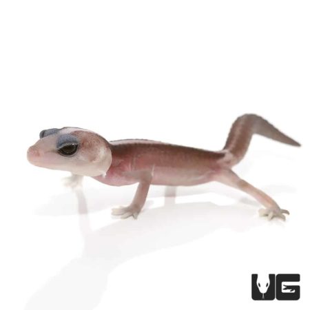 Baby Striped Super Zero Fat Tail Geckos For Sale - Underground Reptiles